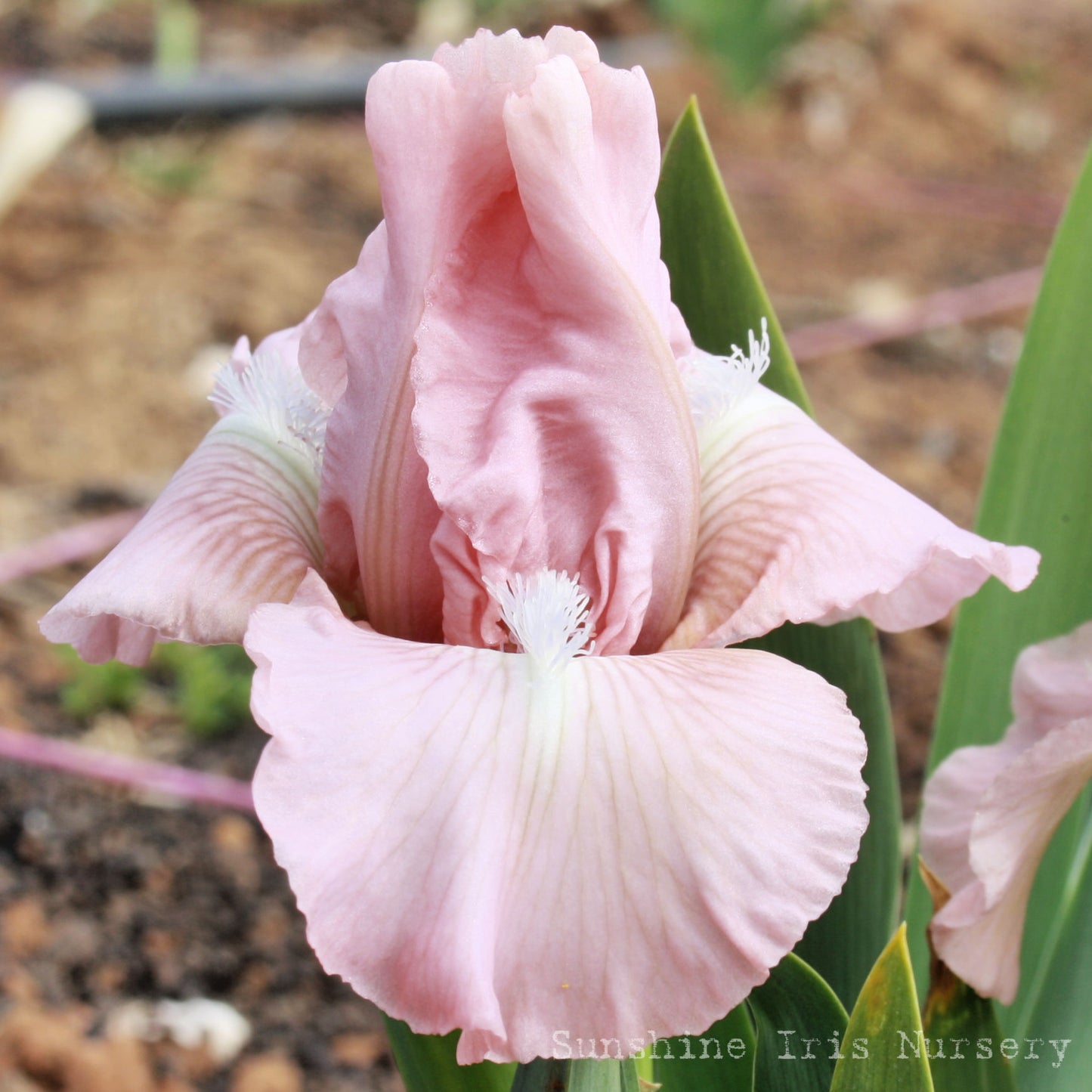 Kiss Me Pink - Dwarf Bearded Iris