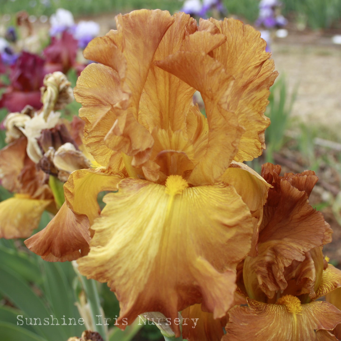 Kona Coast - Tall Bearded Iris