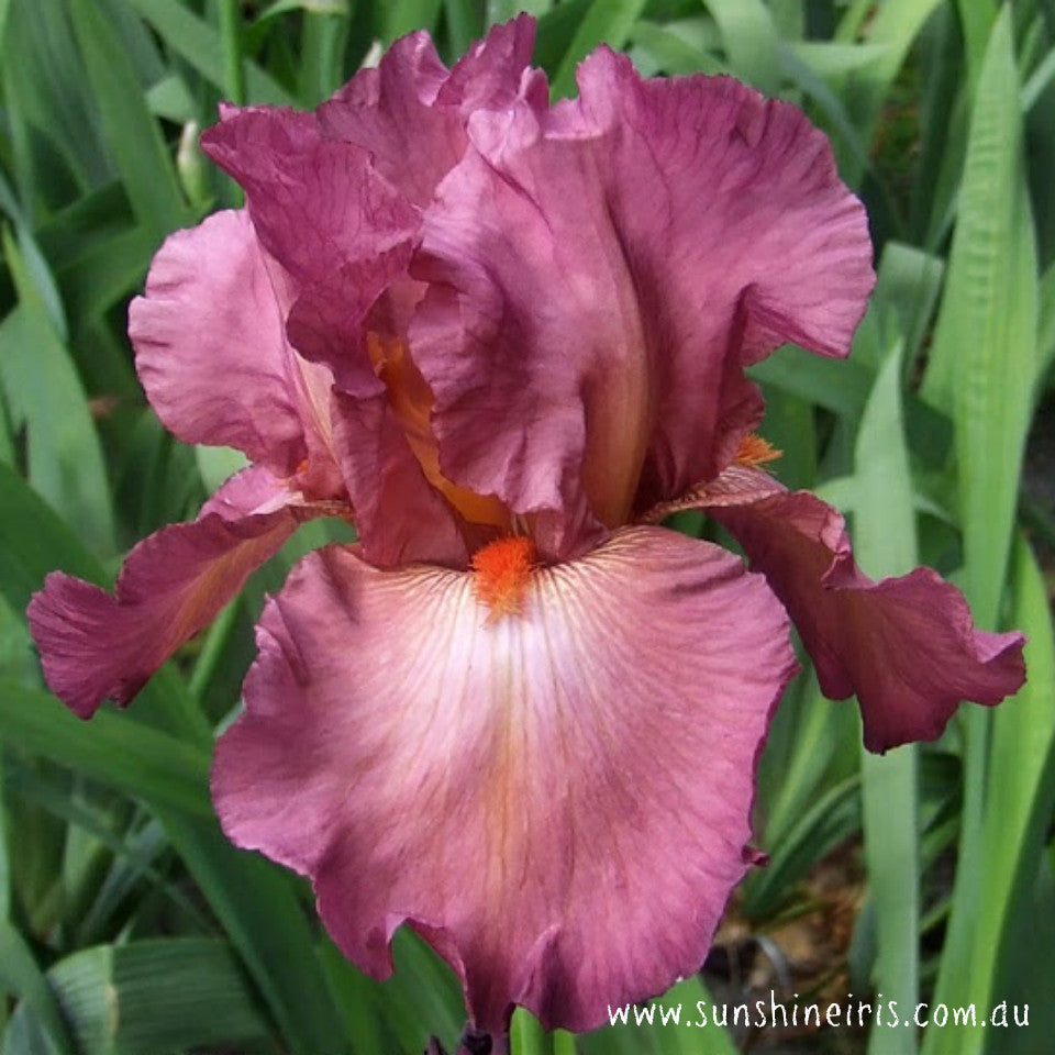 Lady Friend - Tall Bearded Iris