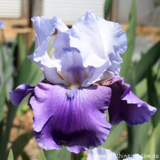 Lady Vera - Tall Bearded Iris