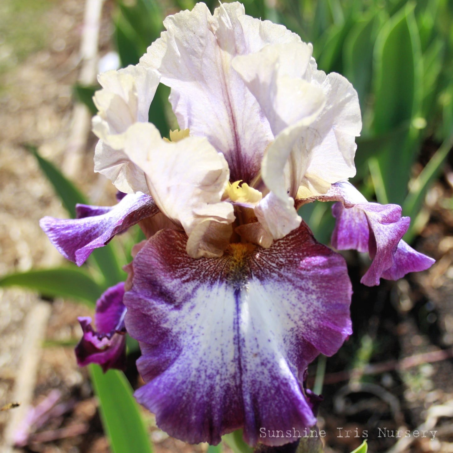 Lassoed - Tall Bearded Iris