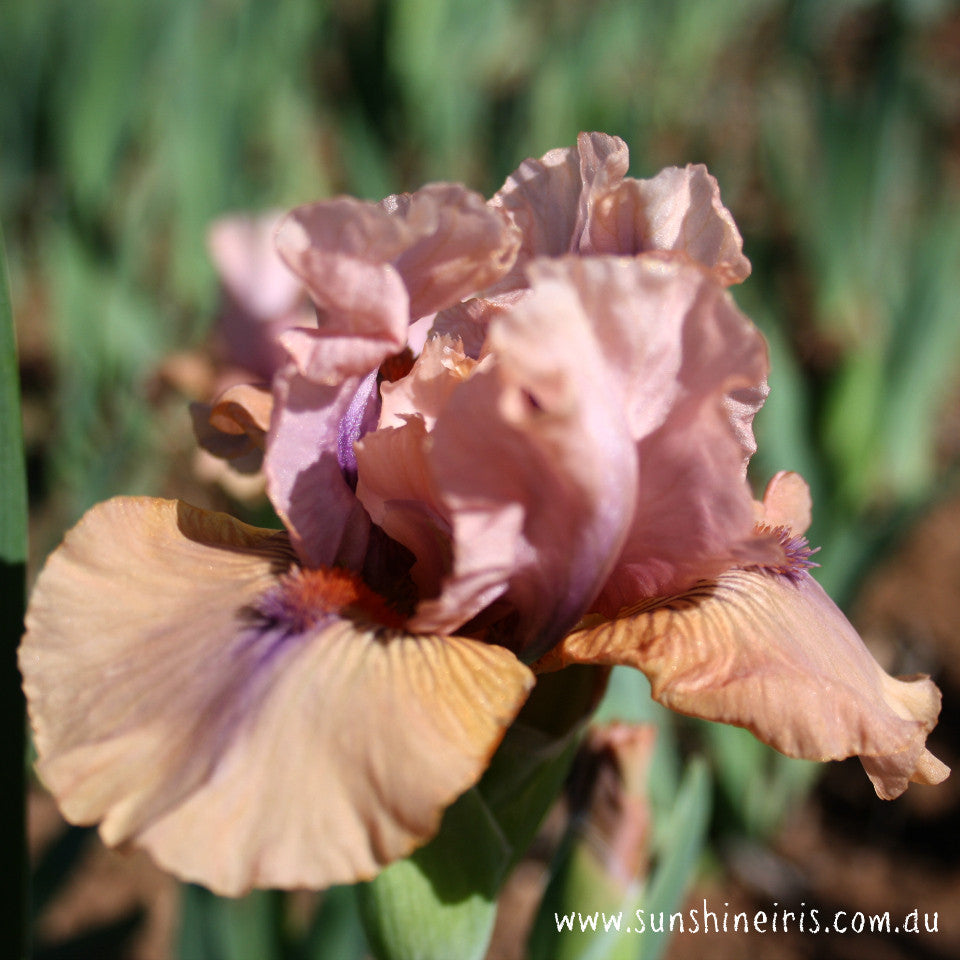 Let's Elope - Median Bearded Iris