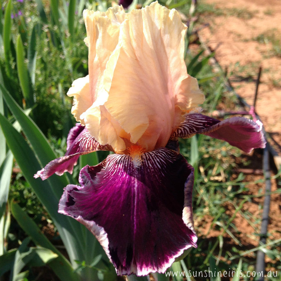 Liaison - Tall Bearded Iris