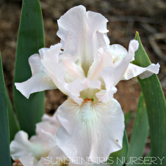 Lili - Dwarf Bearded Iris