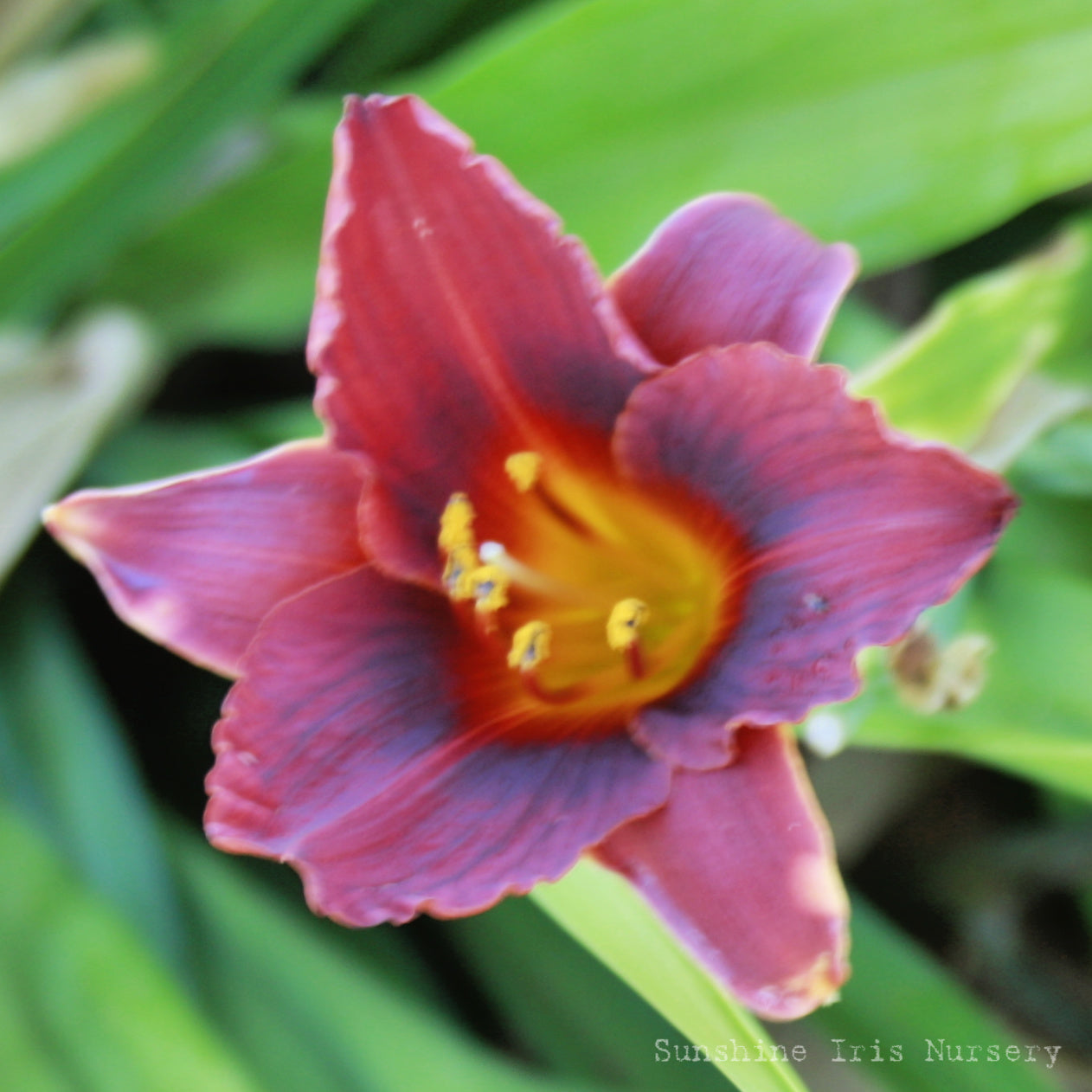 Lilliputian Knight - Miniature Daylily