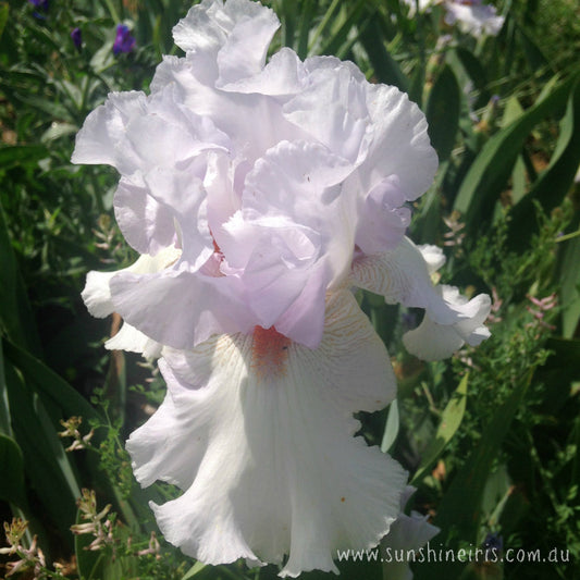 Lillypilly Wine - Tall Bearded Iris