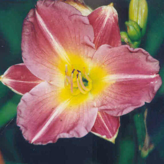 Linda Guidry - Large Daylily