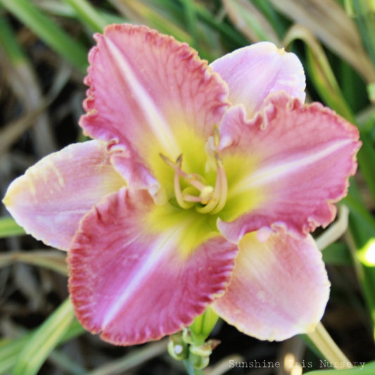 Linden Raspberry Sundae - Large Daylily