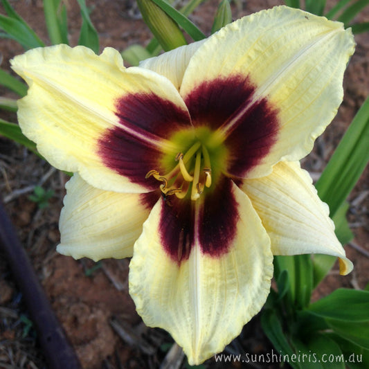 Little Gypsy Vagabond - Miniature Daylily