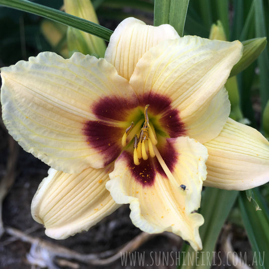 Little Tinkerbelle - Miniature Daylily