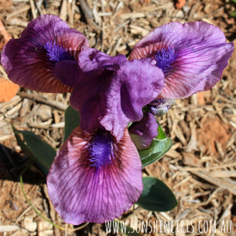 Little Vamp - Dwarf Bearded Iris