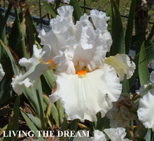 Living the Dream - Tall Bearded Iris