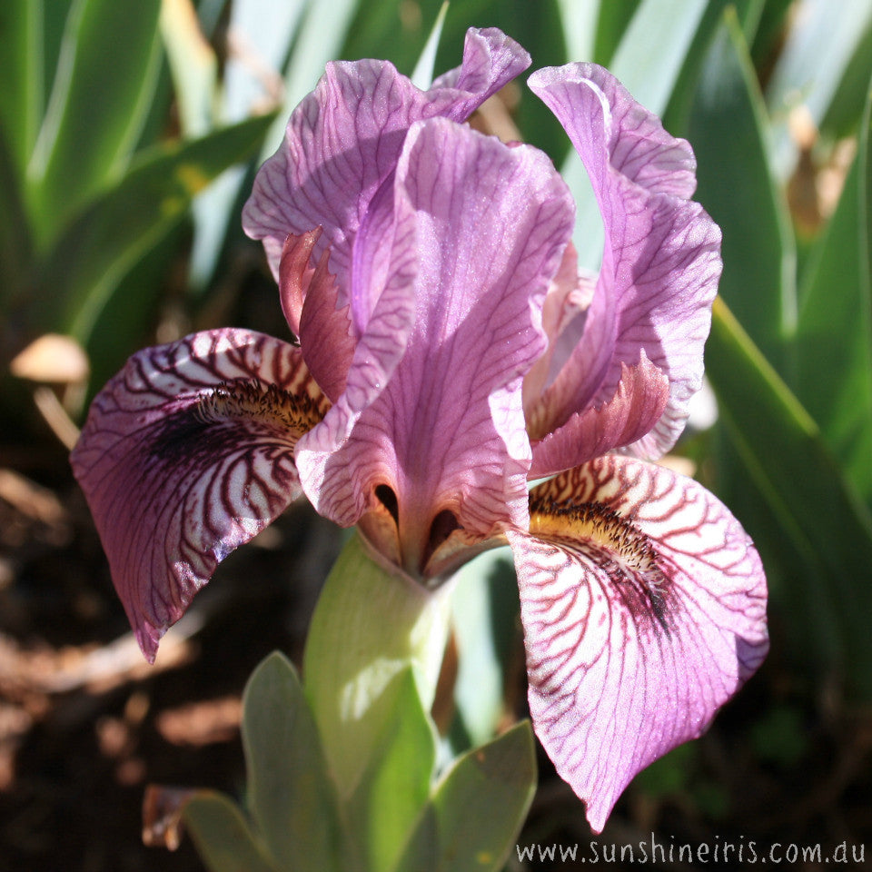 Loud Mouth - Dwarf Bearded Iris