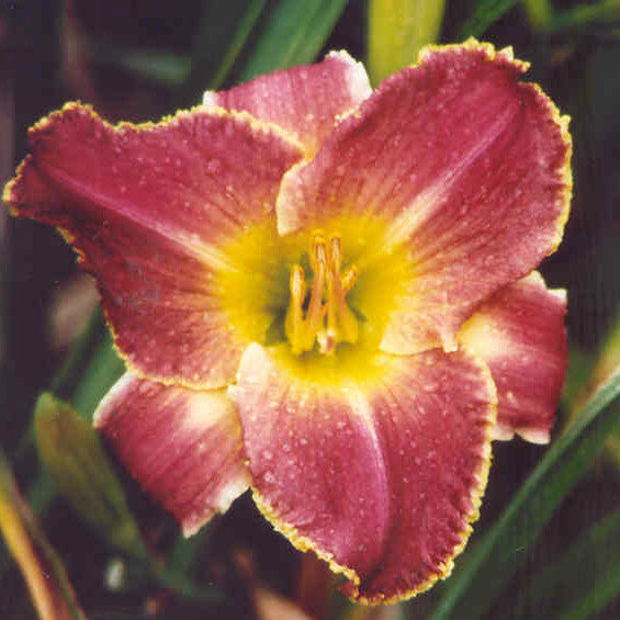 Louis The Sixteenth - Large Daylily