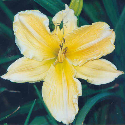 Louise Latham - Large Daylily