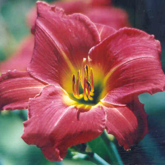 Luke Senior Junior - Large Daylily