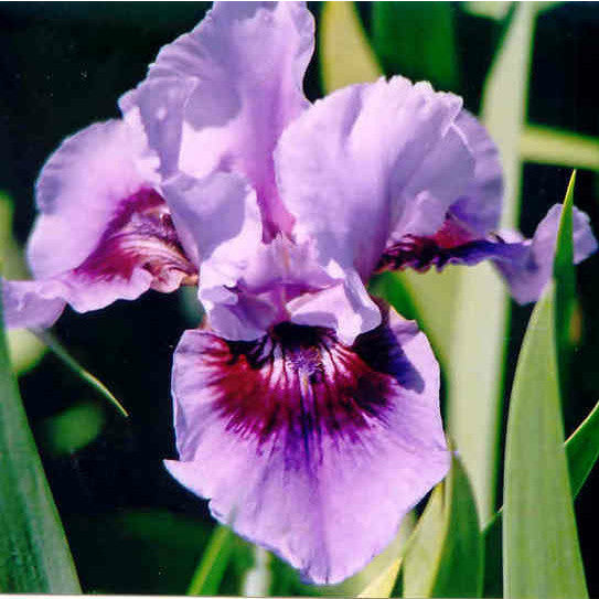 Lyrique - Median Bearded Iris