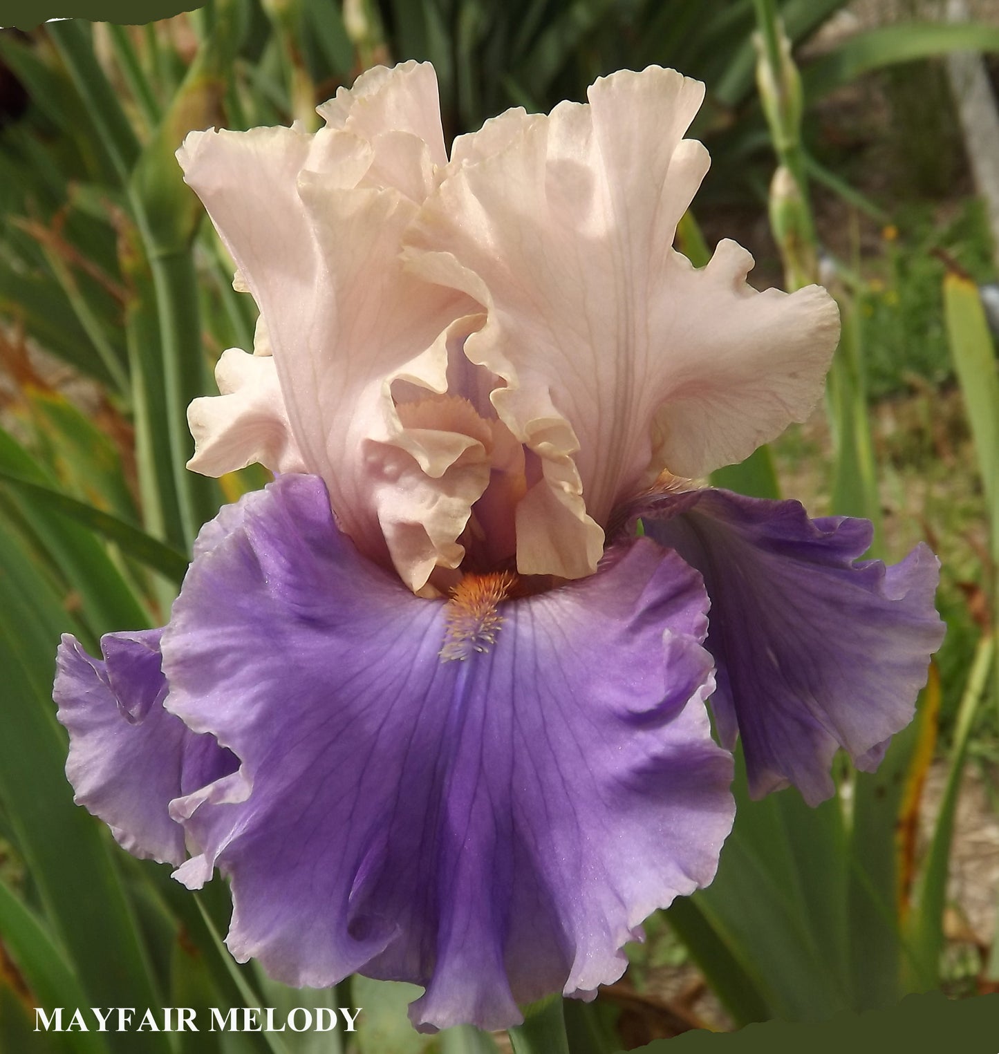 Mayfair Melody - Tall Bearded Iris