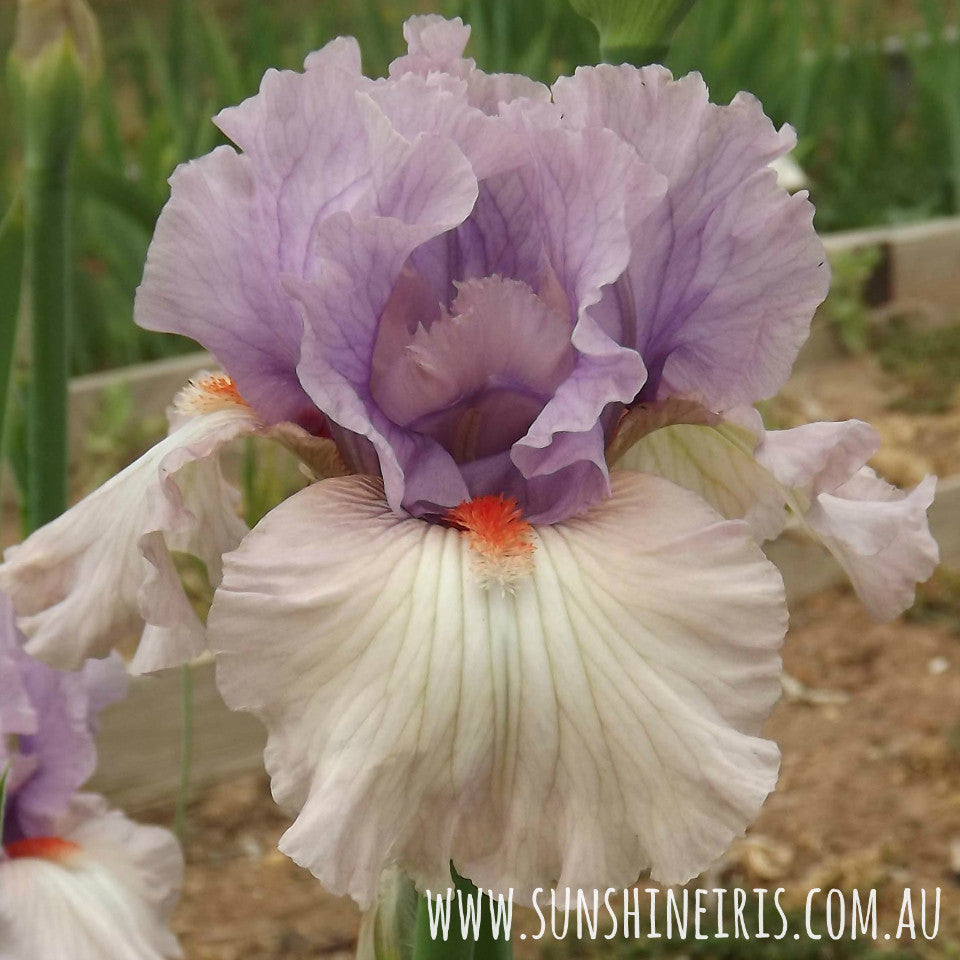 Modern Woman - Tall Bearded Iris