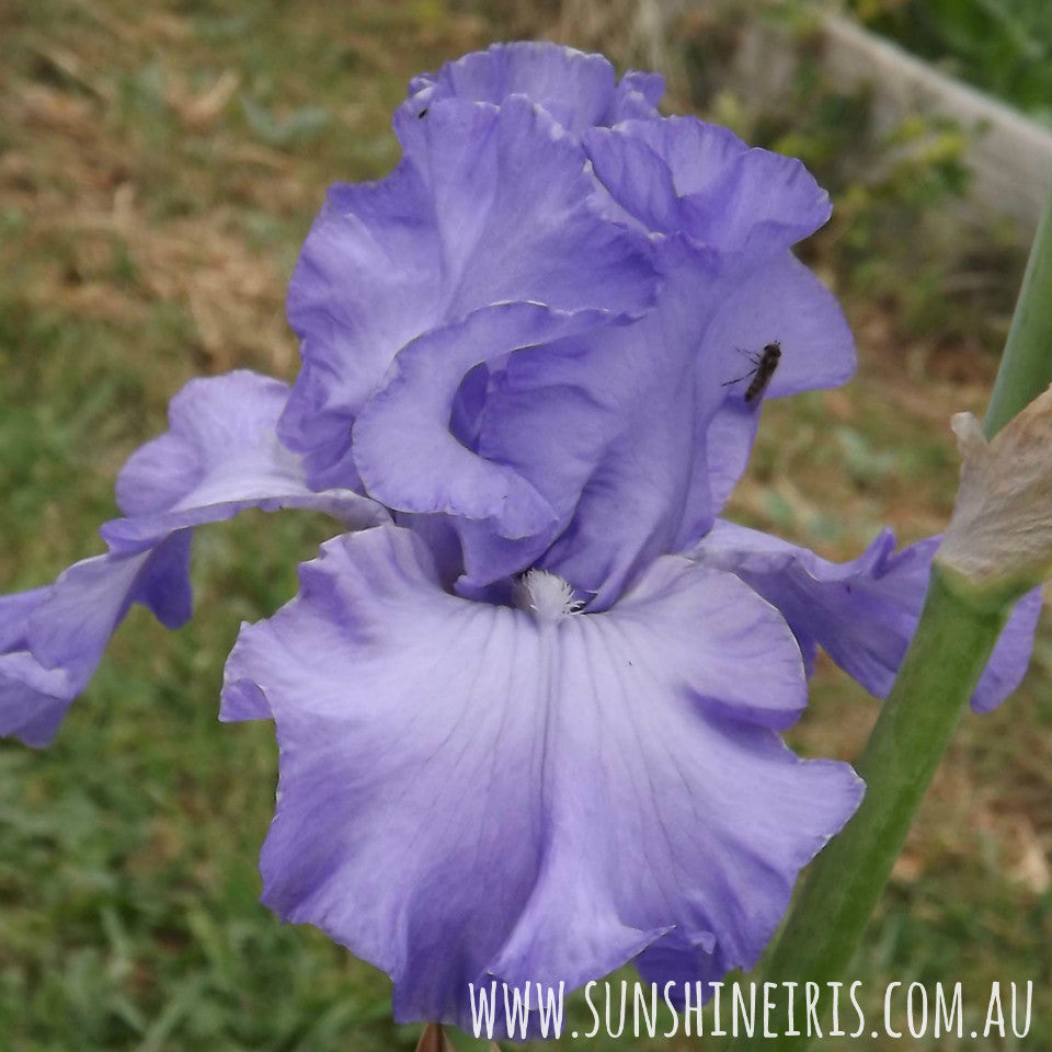 Mt Bogong - Tall Bearded Iris