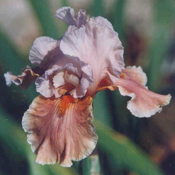 Magharee - Tall Bearded Iris