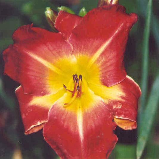 Magic Carpet Ride - Large Daylily