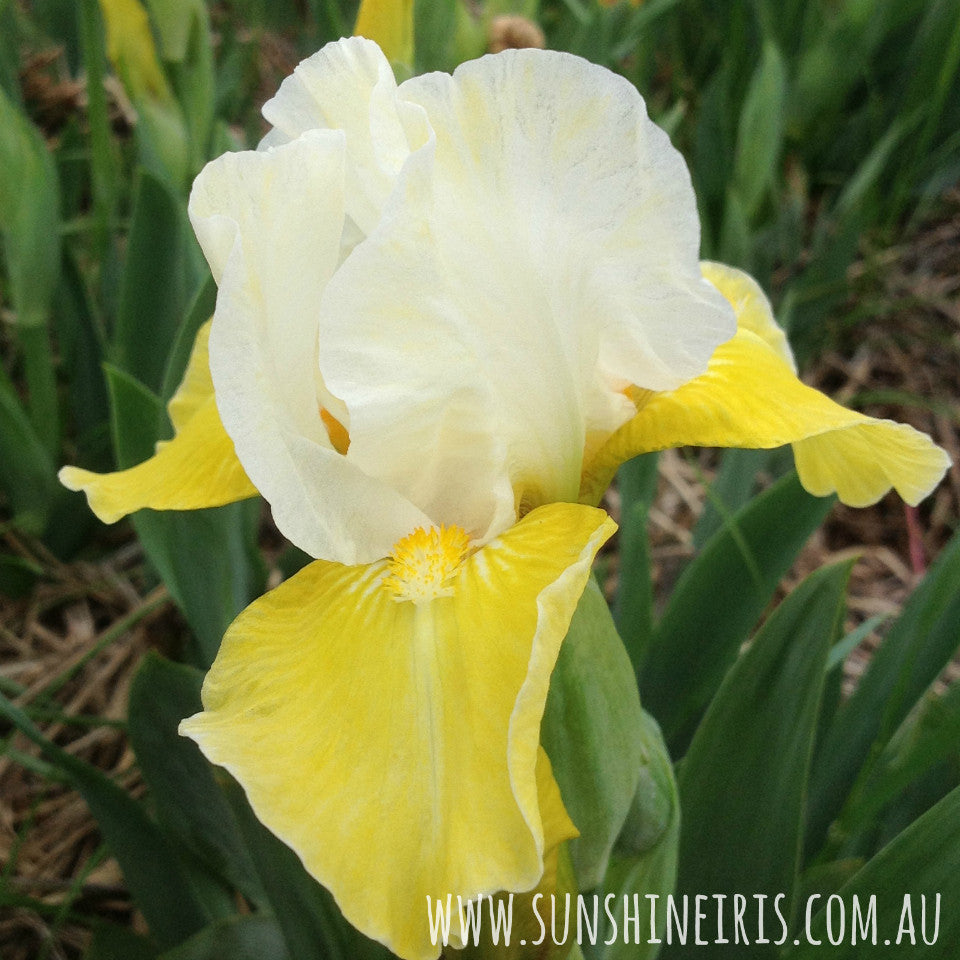 Magna - Median Bearded Iris