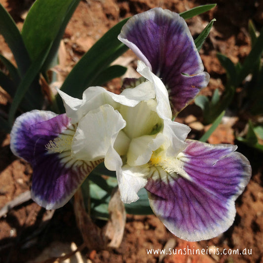 Making Eyes - Dwarf Bearded Iris