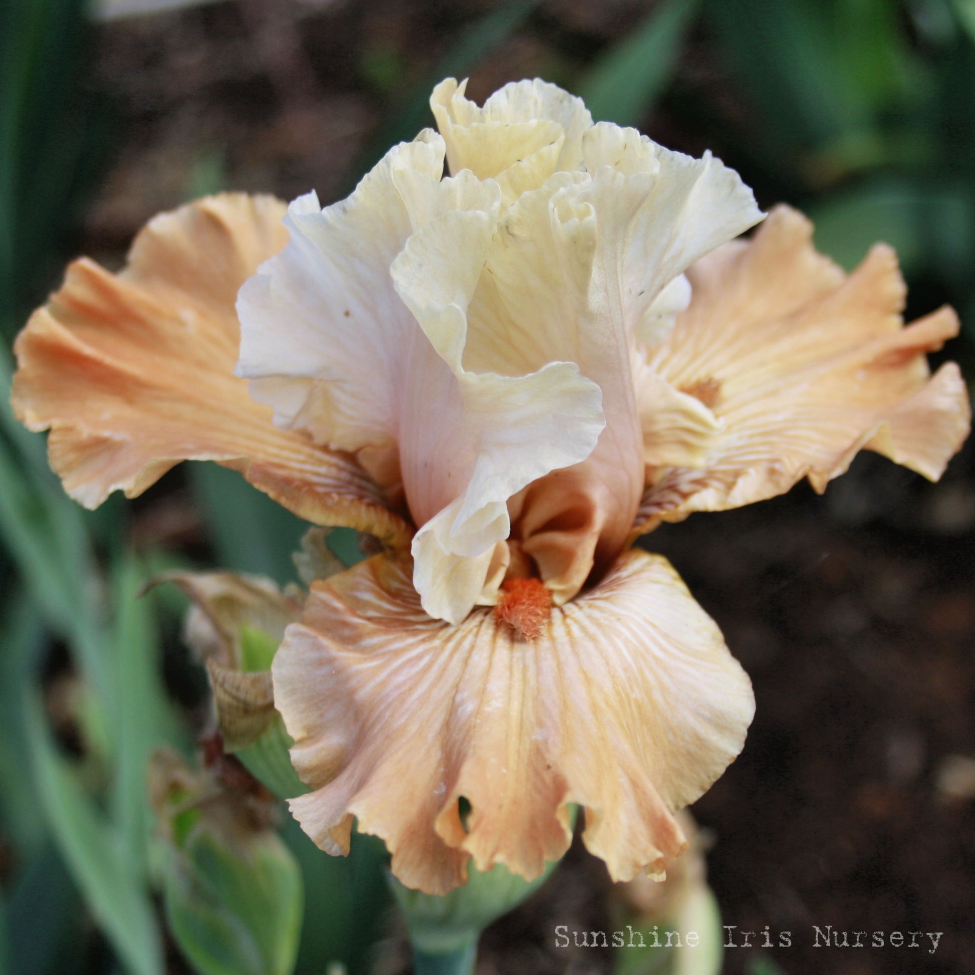 MANDARIN MORNING | Iris Flowers | Iris Bulbs – Sunshine Iris and ...