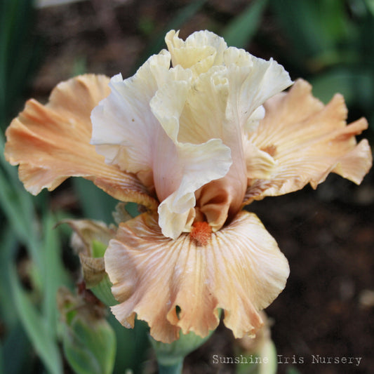 Mandarin Morning - Tall Bearded Iris