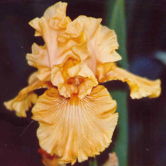Mango Entree - Tall Bearded Iris