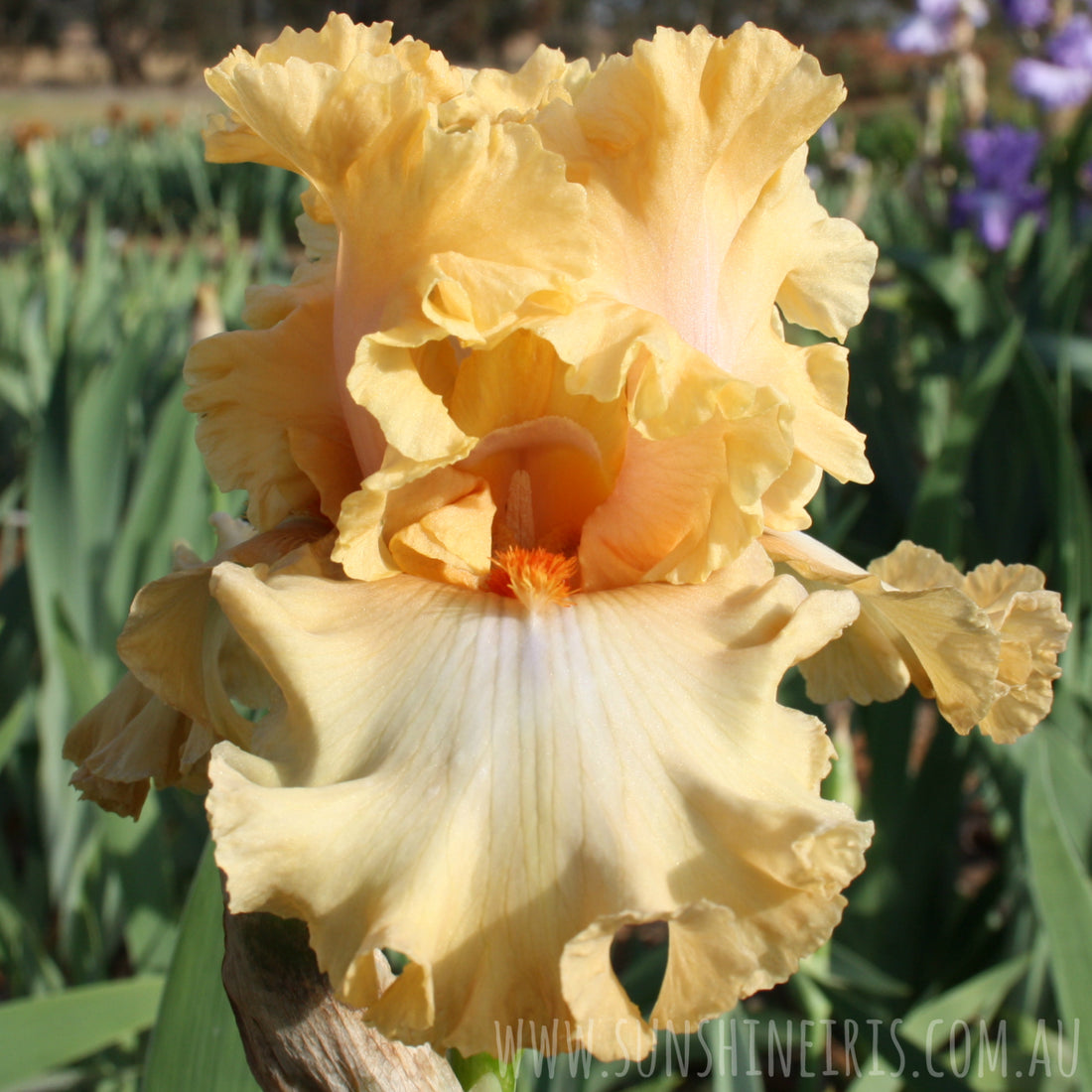 MANGO DAIQUIRI Iris Flowers Iris Bulbs Sunshine Iris Nursery