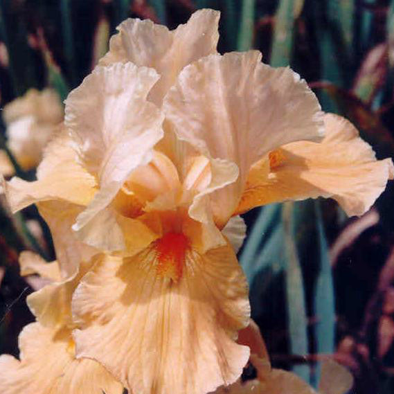 Marmalade Skies - Median Bearded Iris
