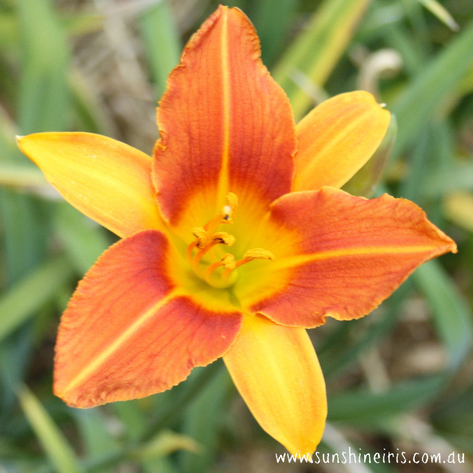 Mary Guenther - Large Daylily