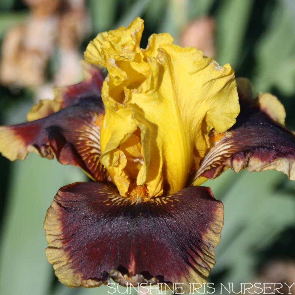 Mastery - Tall Bearded Iris