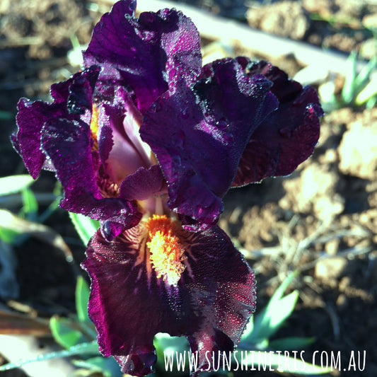 Matadors Cape - Dwarf Bearded Iris