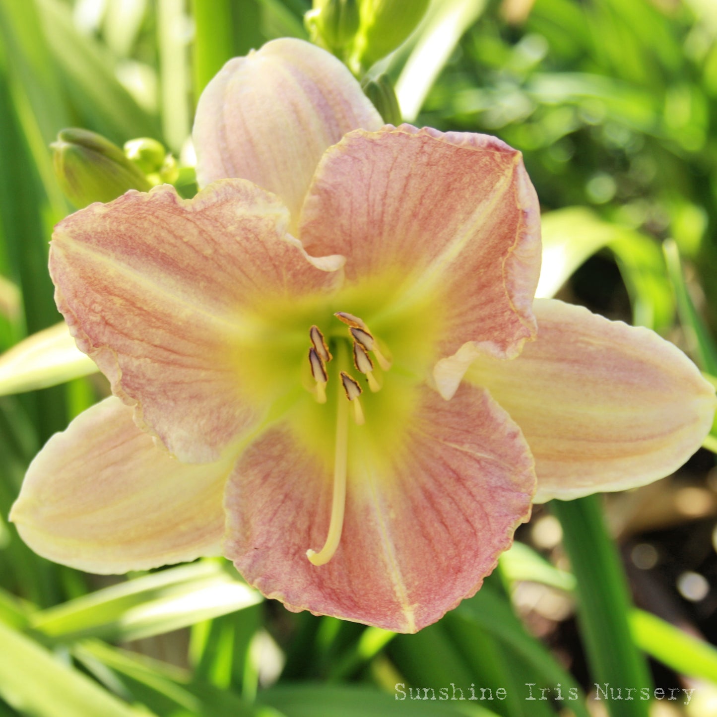 May Unger - Large Daylily