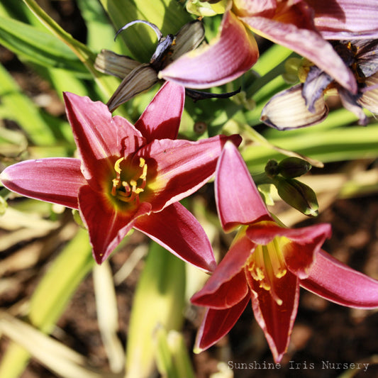 Meadow Sprite - Miniature Daylily