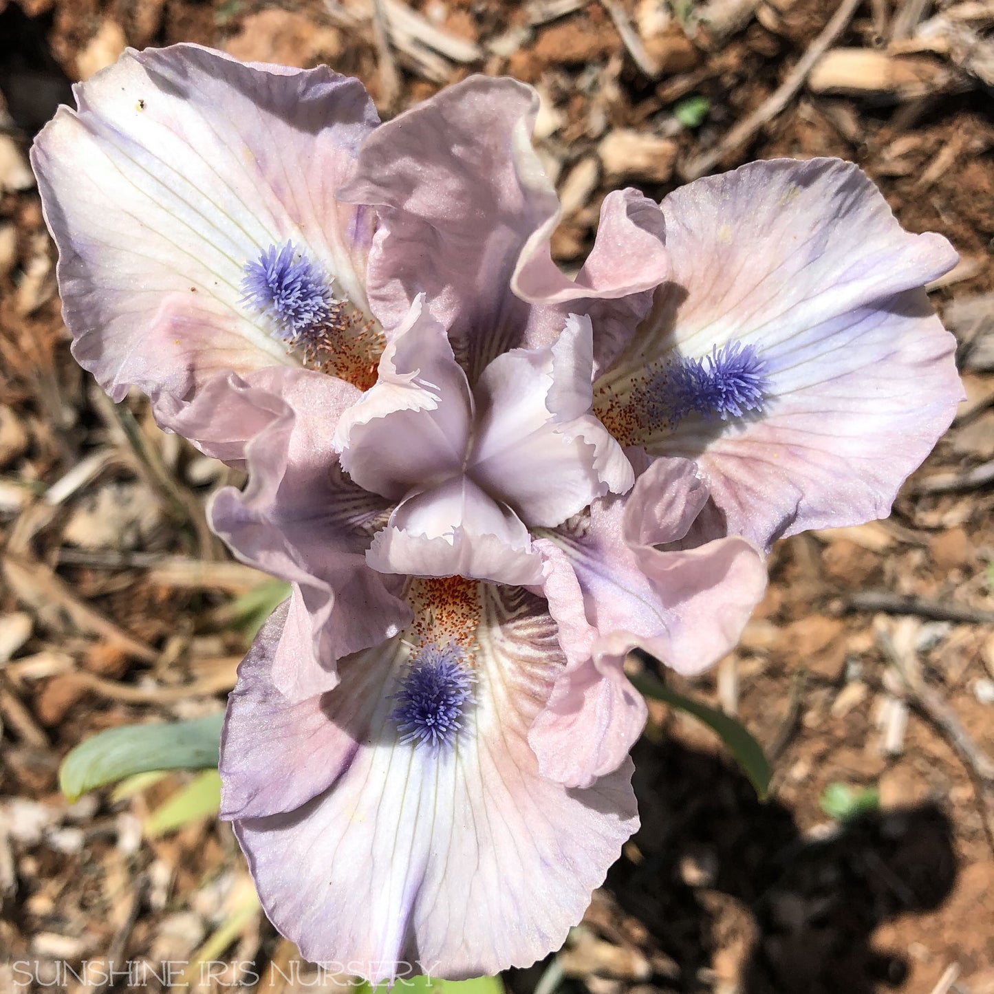 Meet Me - Dwarf Bearded Iris