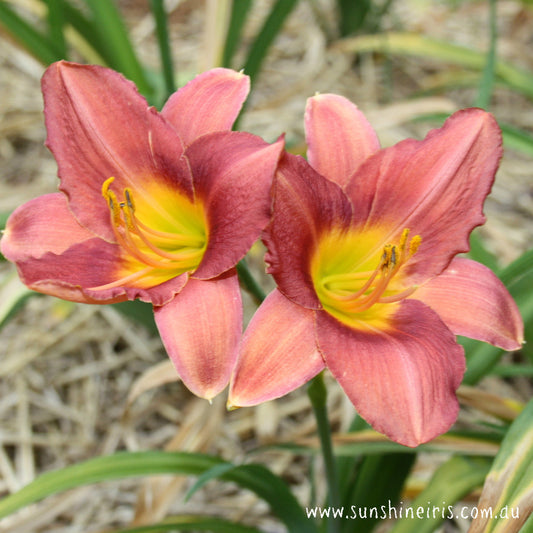 Meosa - Large Daylily