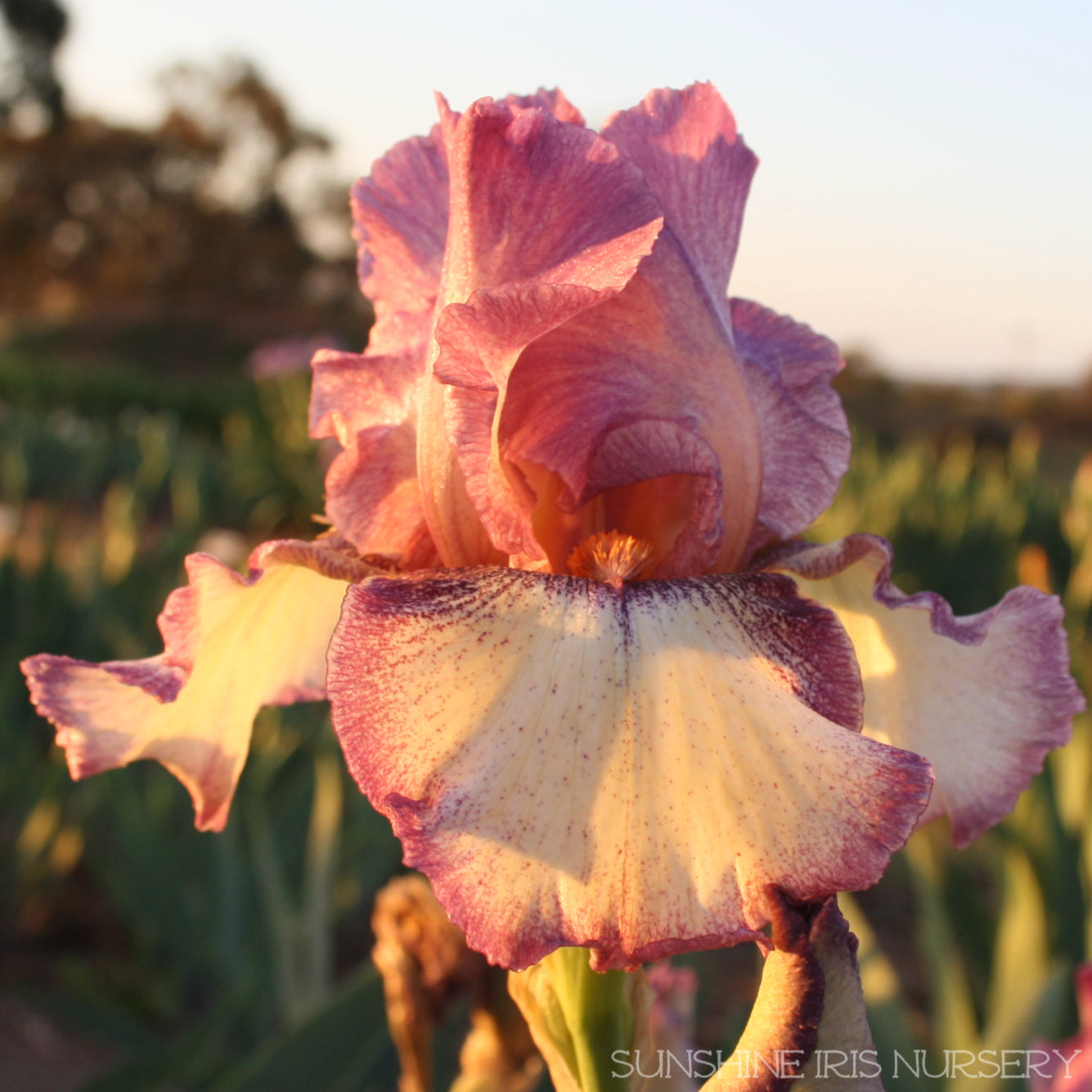 Mixture - Tall Bearded Iris