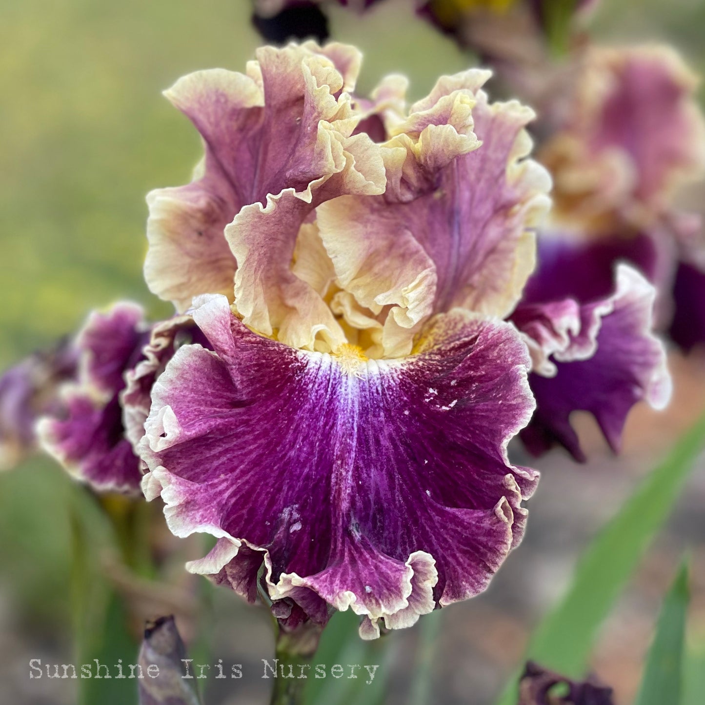 Tall Iris Special - 10 Unlabelled tall bearded irises