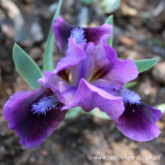 Moon Sundae - Dwarf Bearded Iris