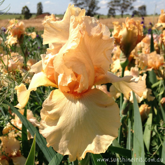 Move On - Tall Bearded Iris