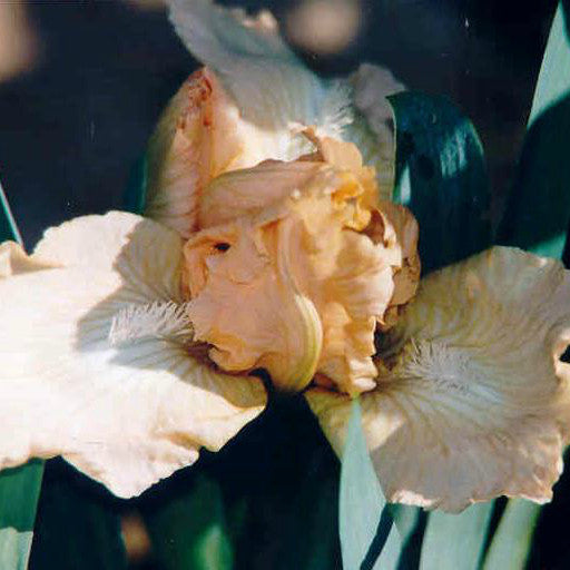 My Sheba - Dwarf Bearded Iris