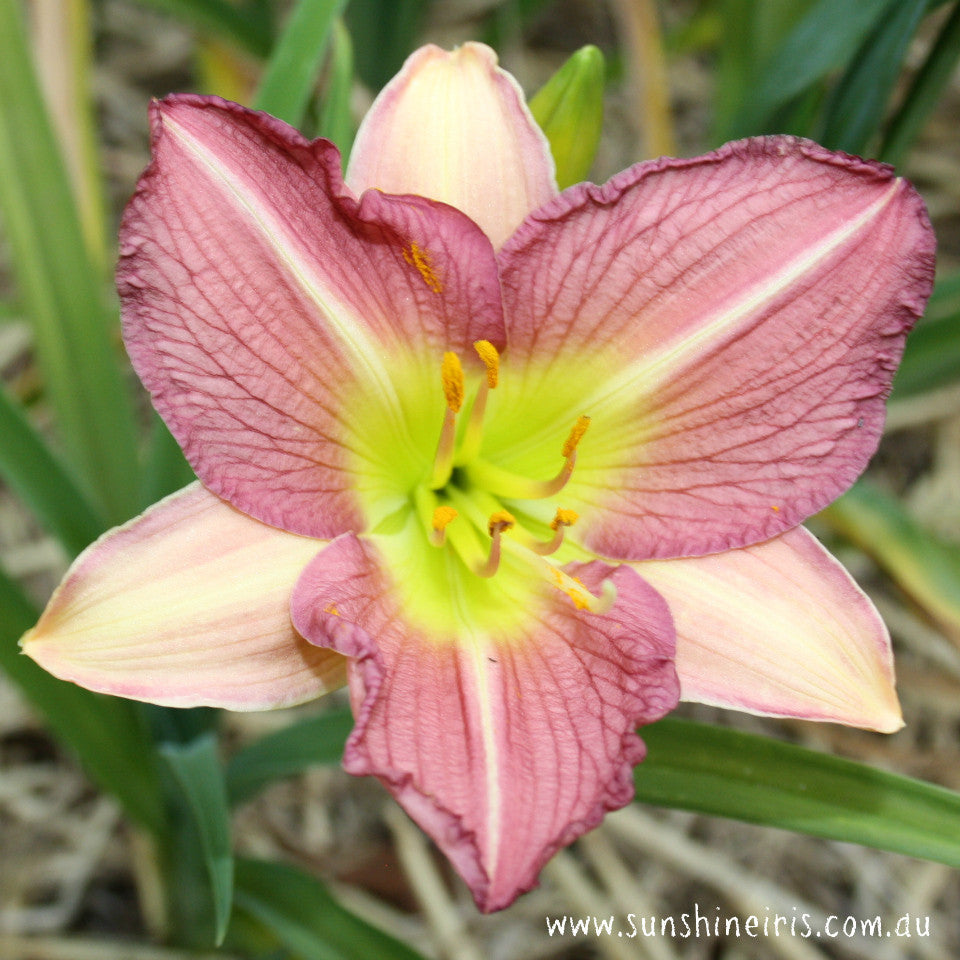 My Children - Large Daylily