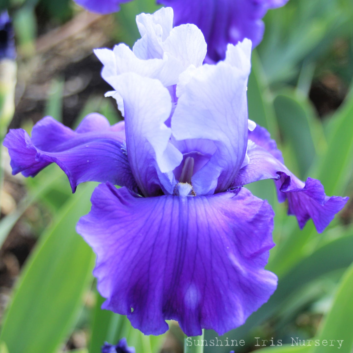 Mystique - Tall Bearded Iris