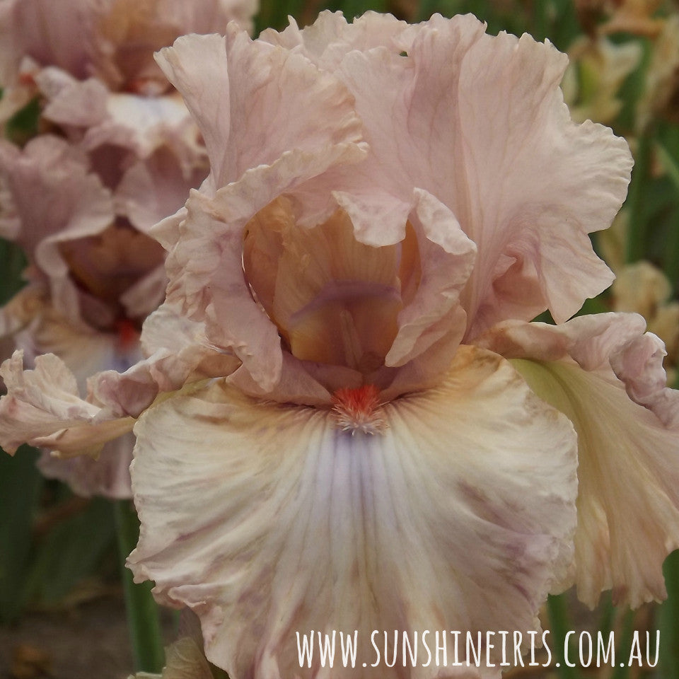 Neon At Dusk - Tall Bearded Iris