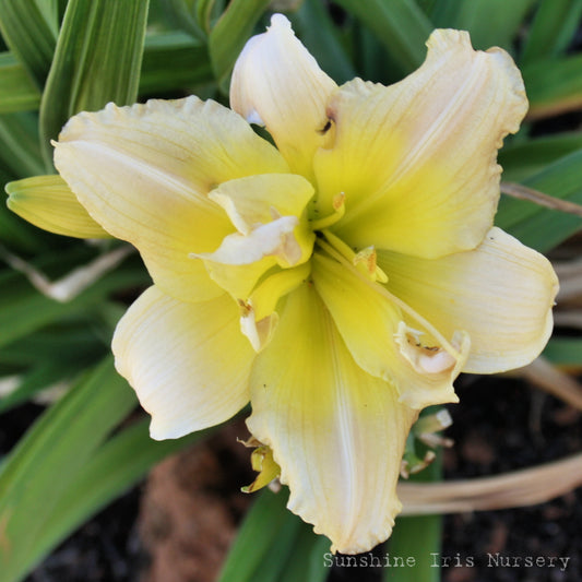 Nagasaki - Double Daylily