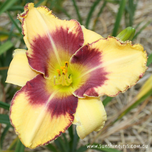 Nambour Distinction - Large Daylily